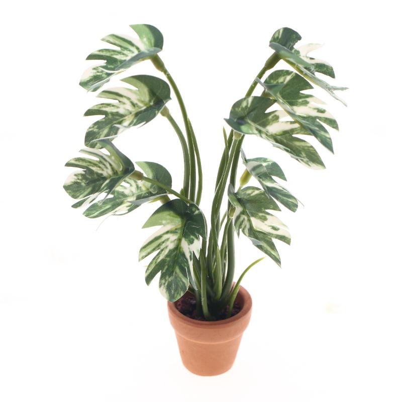 Bonsai Gardener - Nouveau. 1 pièce. Plante verte Monstera