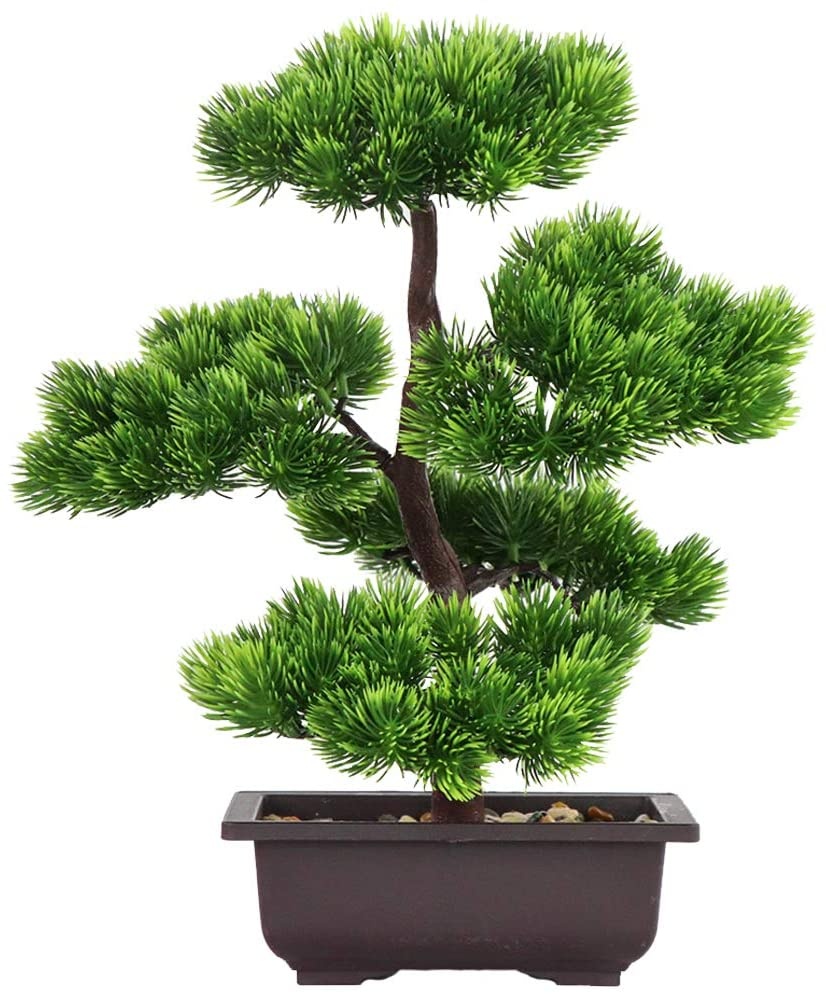 Plante bonsaï de pin japonais  - Japanese Garden Bonsai avis et prix
