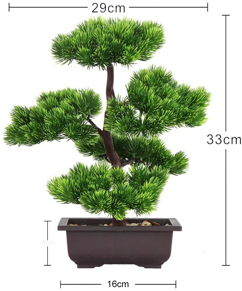 Plante bonsaï de pin japonais  - Japanese Garden Bonsai avis et prix