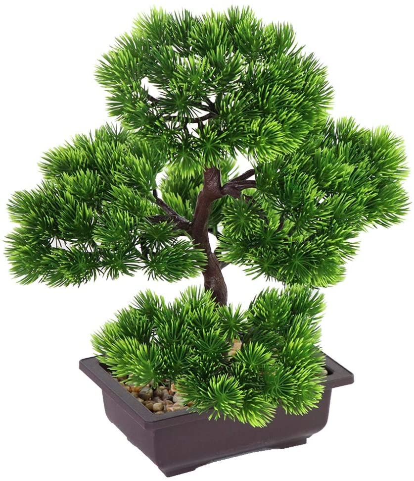 Plante bonsaï de pin japonais  - Japanese Garden Bonsai avis et prix