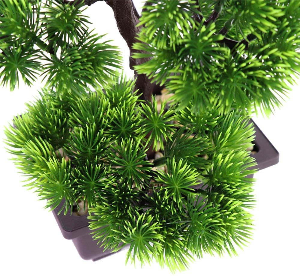 Plante bonsaï de pin japonais  - Japanese Garden Bonsai avis et prix