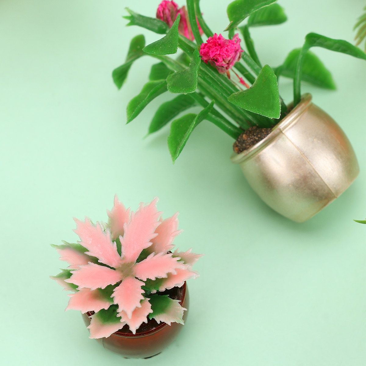 10 pièces de mini bonsaïs colo - Bonsai Garden World avis et prix