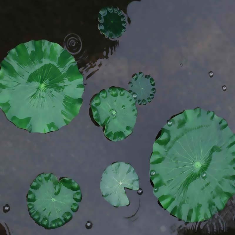 Nouvelles feuilles de lotus ar - Bonsai Garden With Pond avis et prix