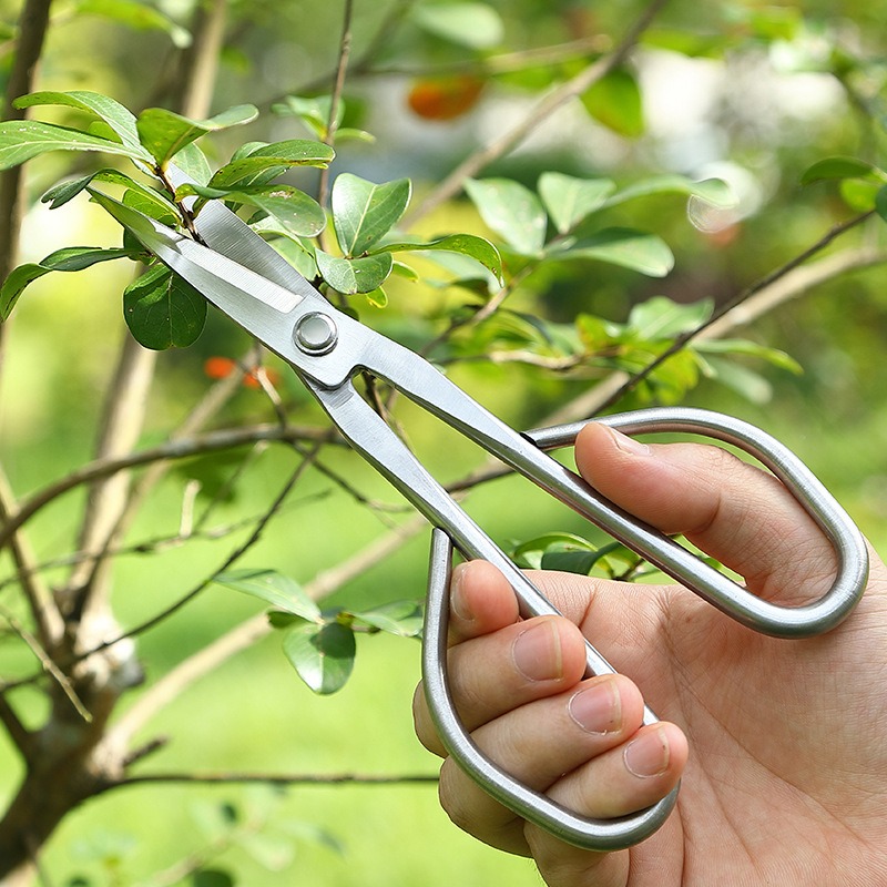 Ciseaux à feuilles tendre, out - Bonsai Tool Set avis et prix