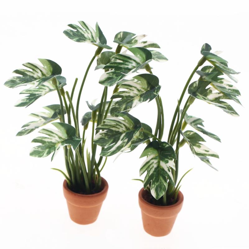 Nouveau. 1 pièce. Plante verte - Bonsai Gardener avis et prix
