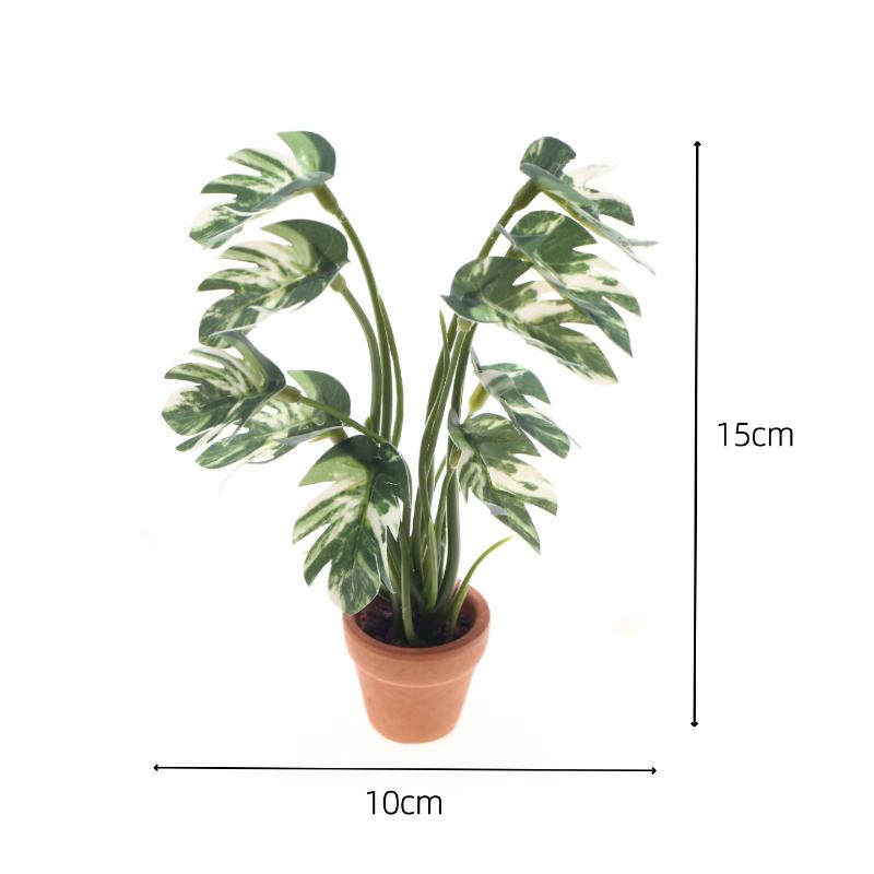 Nouveau. 1 pièce. Plante verte - Bonsai Gardener avis et prix