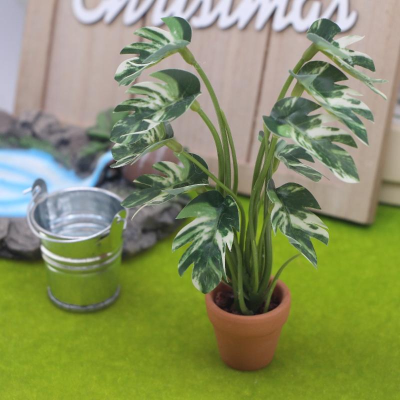 Nouveau. 1 pièce. Plante verte - Bonsai Gardener avis et prix